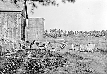 Cows standing outside of a barn.